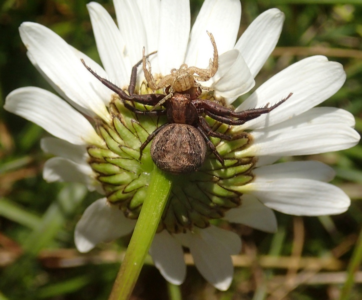 Predazione tra Xysticus sp.